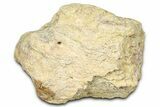 Dinosaur (Triceratops) Frill Shield Section - Wyoming #371531-1